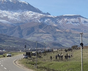 Qusar rayonunda genişmiqyaslı ağacəkmə aksiyası keçirilib