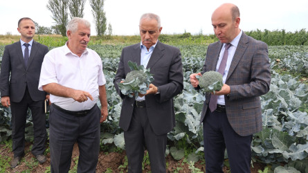 Qusar RİH başçısı kənd təsərrüfatı sahələrində aparılan işlərlə yerində tanış olub