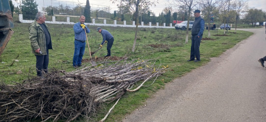 Qusar rayonunda genişmiqyaslı ağacəkmə aksiyası keçirilib