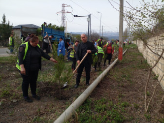 Qusarda növbəti ağacəkmə aksiyası keçirilib
