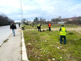 Qusar rayonunda ağacəkmə aksiyaları davam etdirilir