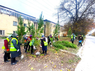 Qusar rayonunda ağacəkmə aksiyaları davam etdirilir