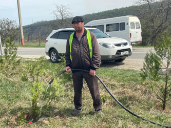 Qusarda növbəti ağacəkmə aksiyası keçirilib