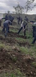 Qusar rayonunda genişmiqyaslı ağacəkmə aksiyası keçirilib