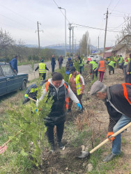Qusarda növbəti ağacəkmə aksiyası keçirilib