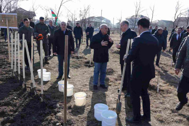 Qusar şəhərində növbəti ağacəkmə aksiyası keçirilmişdir