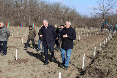 Qusar şəhərində növbəti ağacəkmə aksiyası keçirilmişdir