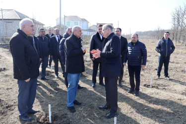 Qusar şəhərində növbəti ağacəkmə aksiyası keçirilmişdir