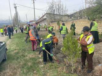Qusarda növbəti ağacəkmə aksiyası keçirilib