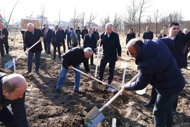 Qusar şəhərində növbəti ağacəkmə aksiyası keçirilmişdir