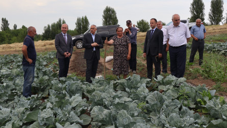 Qusar RİH başçısı kənd təsərrüfatı sahələrində aparılan işlərlə yerində tanış olub