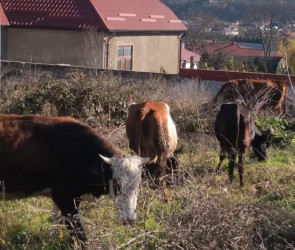 Sakinləri narahat edən problemlərin həlli istiqamətində işlər görülür