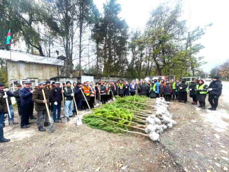 Qusar rayonunda “Gələcəyimiz üçün hərəmiz bir ağac əkək!” devizi altında ağacəkmə aksiyaları davam etdirilir