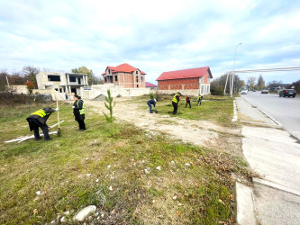 Qusar rayonunda ağacəkmə aksiyaları davam etdirilir